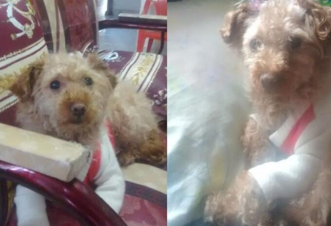 Canela, perrita agredida Canela, perrita agredida