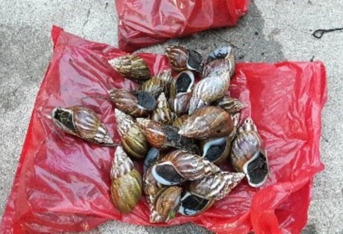 Caracol africano.