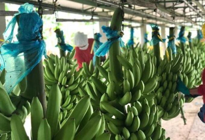 Gremio bananero en el Urabá antioqueño.
