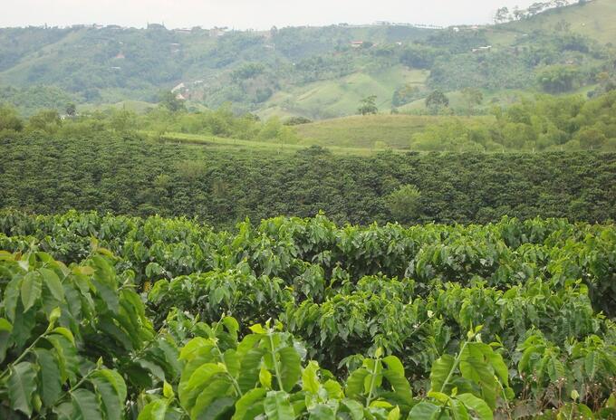 Cosecha Café Pereira
