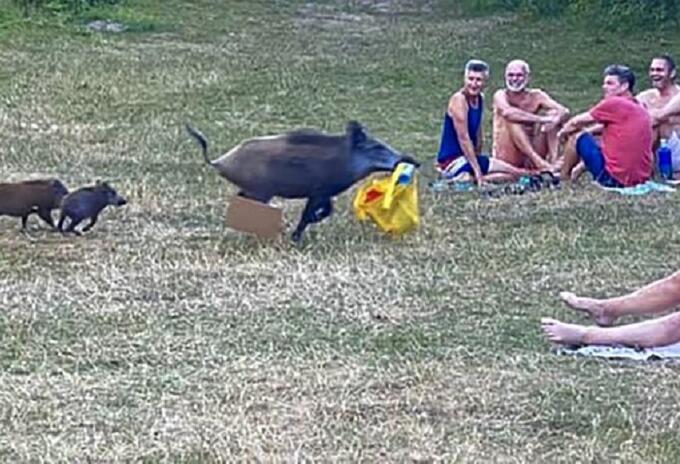 Jabalí roba pertenencia a nudista