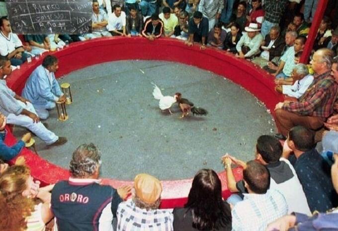 La indisciplina de algunas personas que son más constantes, se destacan las peleas de gallos, fiestas de 15 años y celebraciones familiares