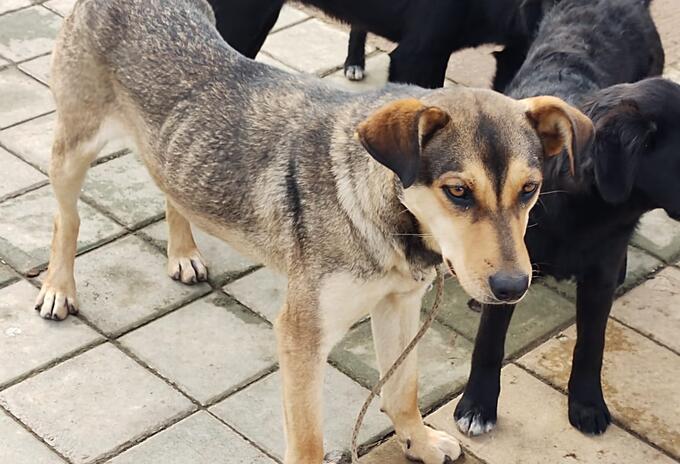 Perros abandonados.