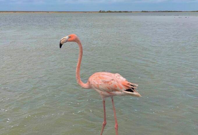 Flamencos rosados liberados