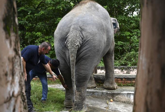 Elefante en Zoológico