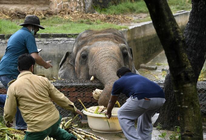 Elefante en Zoológico