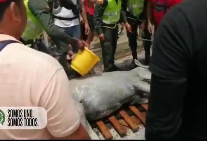 El dueño del equino fue detenido