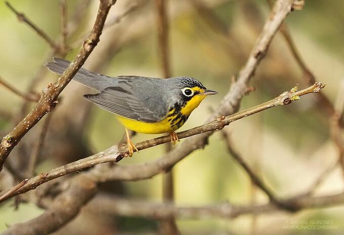 ave migratoria Cardellina Canadensis