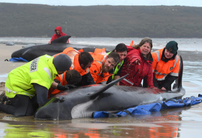 Ballenas varadas en Australia.