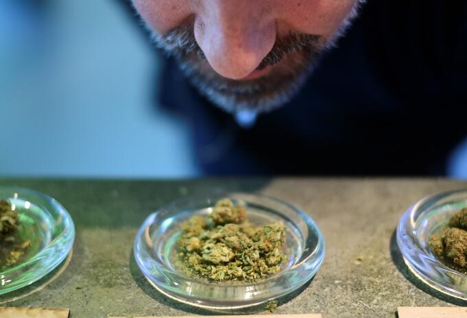 Cannabis