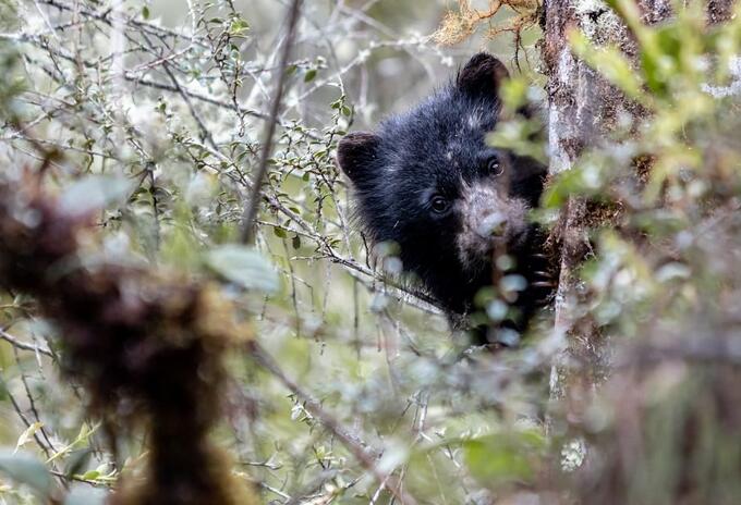 Oso de anteojos en el Parque Nacional Chingaza (Cundinamarca).