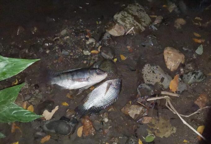 Peces muertos en Venadillo
