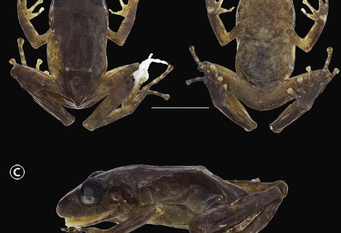 Nueva especie de rana, Pristimantis chamezensis.