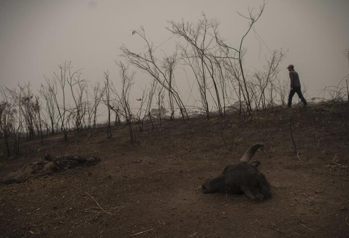 Incendio en humedal de Brasil.