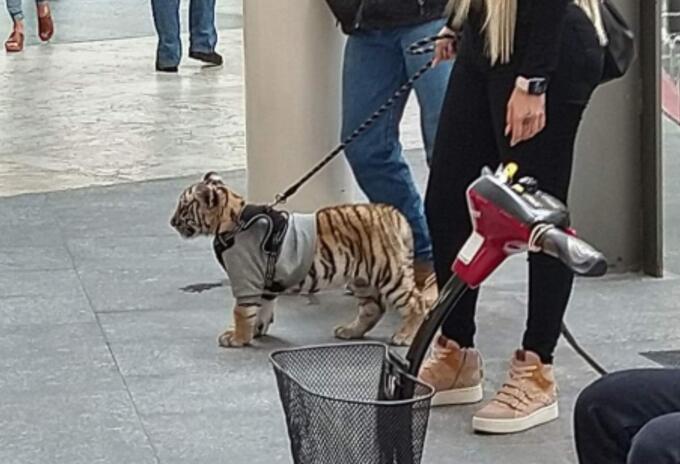 Mujer es criticada por pasear en un centro comercial con su cachorro de tigre