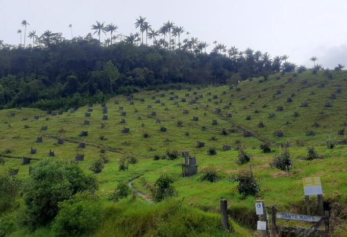 Palmas de Cera y Aguacate Hass vía al Páramo Barragán - Chilí en Pijao, Quindío