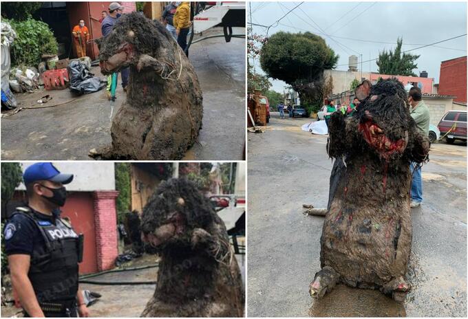 Rata gigante Rata gigante