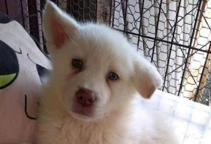 Simón, perrito abandonado