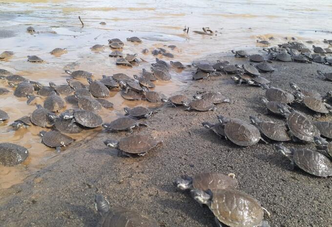 Tortugas liberadas en el río Sinú.