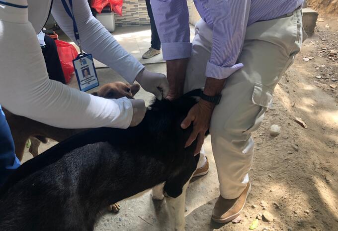 Protocolos para evitar propagación de rabia humana en Neiva