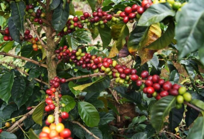 Cosecha cafetera en Antioquia.