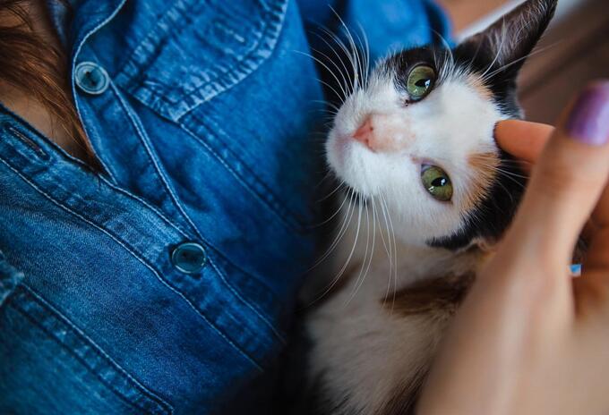 Gato