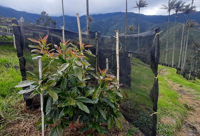 Aguacate hass en Pijao, Quindío Archivo RCN Radio