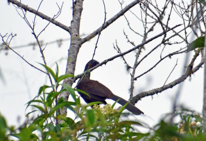 Avistamiento de aves en Cundinamarca