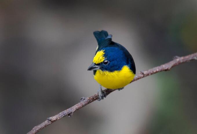 Aves en vía de extinción en Colombia