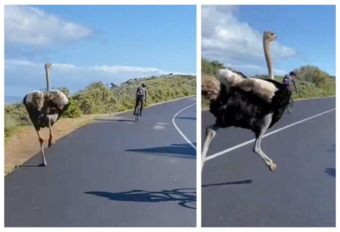 Avestruz y ciclistas en Sudáfrica Avestruz y ciclistas en Sudáfrica