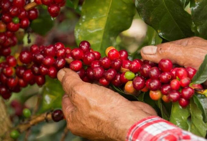 Café de Risaralda