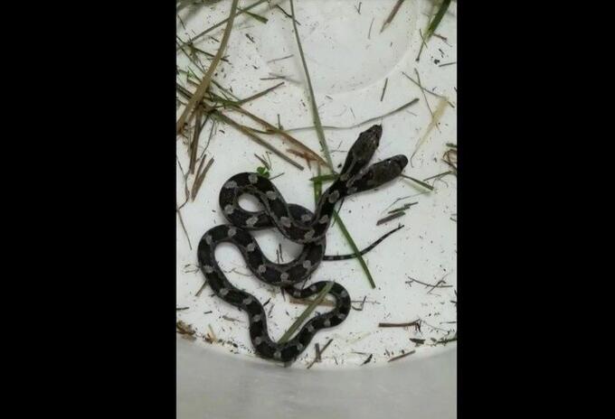 culebra de dos cabezas