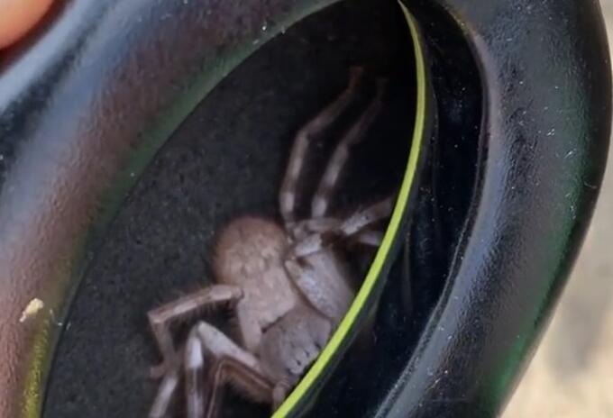 Araña en audífonos
