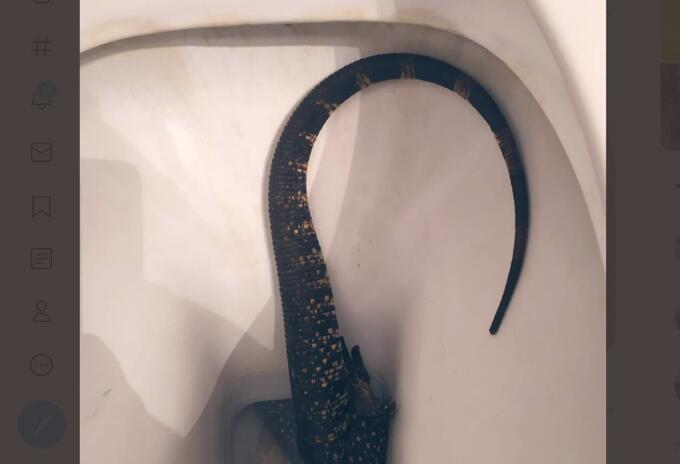 Lagarto en Inodoro