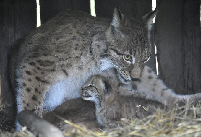 Lince referencia