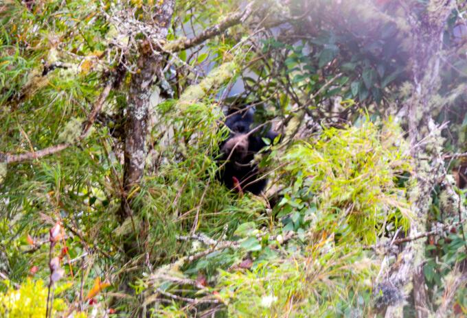 Oso de anteojos en Chingaza, Cundinamarca.