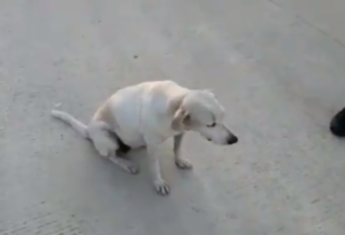 Perritos Sede Sena