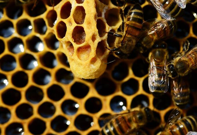 Abejas Abejas