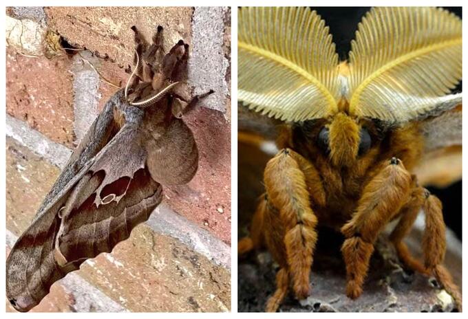 Tarántula con alas Tarántula con alas
