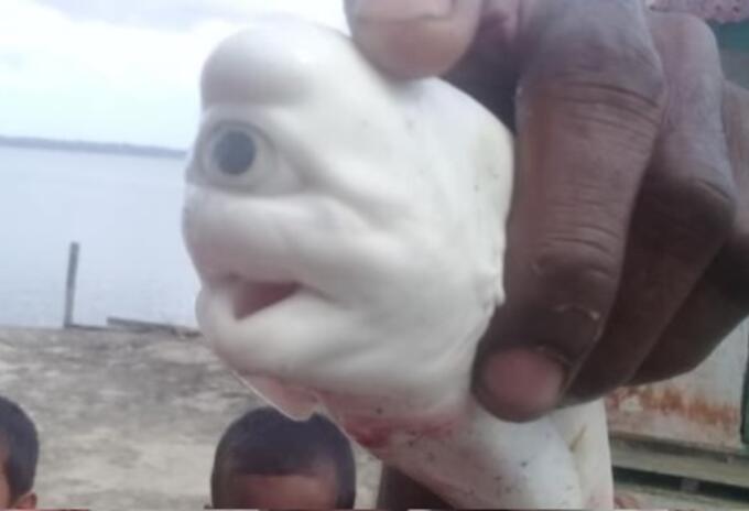 Tiburón albino