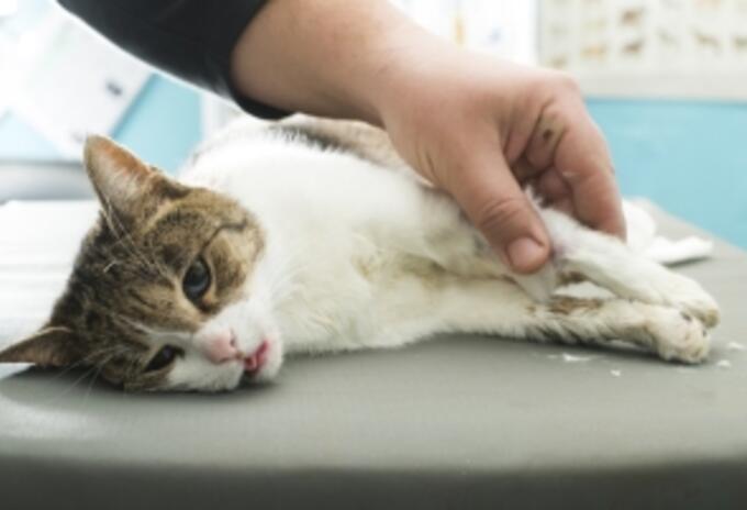 Mascota atendida por veterinario (Imagen referencial)