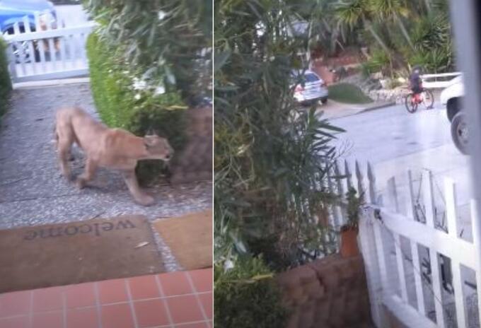 Puma se apareció en una calle y casi ataca a unos niños de California, Estados Unidos.