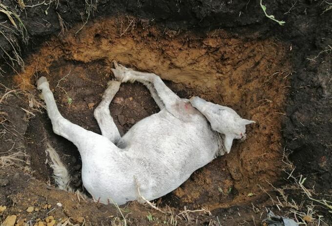 Las causas exactas de la muerte del animal, están por establecer.