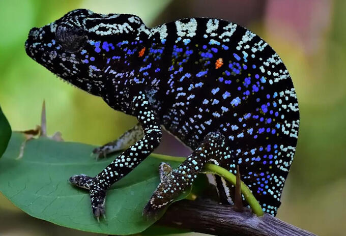 Camaleón Furcifer Voeltzkowi Camaleón Furcifer Voeltzkowi
