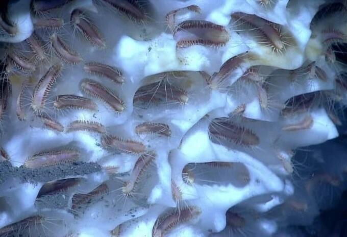 Científicos revivieron gusanos prehistóricos de hace 40 mil años