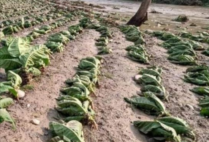 cultivos dañados
