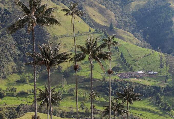 Valle de Cocora - Steven Birding Quindío