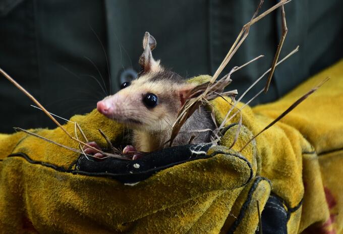 Animales silvestres fueron liberados en el Huila