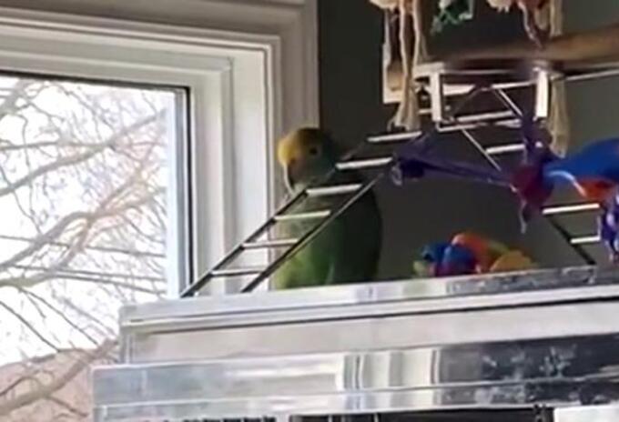 Loro