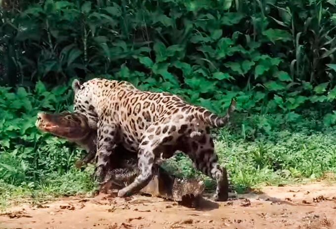 Muerte de caimán presa de jaguar